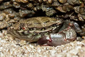 Marmoratus: Portrait of a Marbled Rock Crab