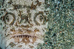 Portrait of Marbled stargazer (Uranoscopus bicinctus)