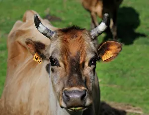 Materials: Portrait of Marine Cow Landes - France
