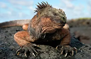 Galpagos: Portrait of the marine iguana (Amblyrhynchus cri