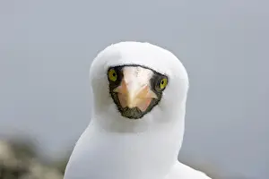 Masked: Portrait of Masked Booby, Sula dactylatra, Malpelo Island, N