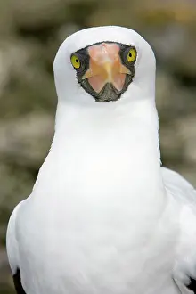 Masked: Portrait of Masked Booby, Sula dactylatra, Malpelo Island, N