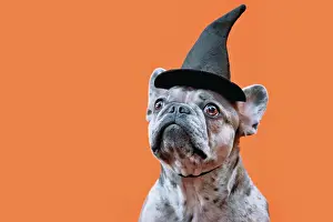Portrait of merle French Bulldog dog with Hallow