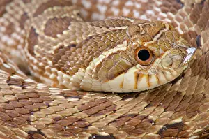 Colubridae: Portrait of Mexican hognose snake (Heterodon kennerlyi)