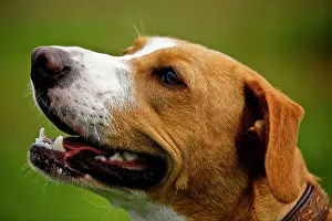 Lateral: Portrait of a mongrel dog