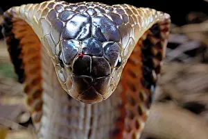 Elapidae: Portrait of Monocled cobra (Naja kaouthia)