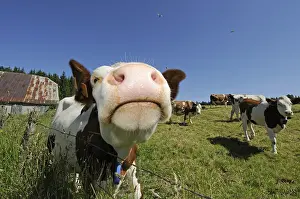 Snouts: Portrait of a Montbeliarde Cow in a meadow Mont d'Or