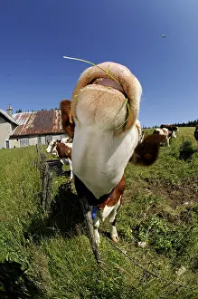 Quest: Portrait of a Montbeliarde Cow in a meadow Mont d'Or