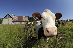 Barriers: Portrait of a Montbeliarde Cow in a meadow Mont d'Or
