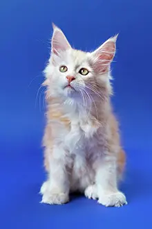 Emotional: Portrait of two month old Maine Coon Cat of color