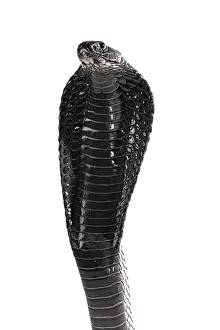 Elapidae: Portrait of Morrocan black cobra (Naja haje legionis)