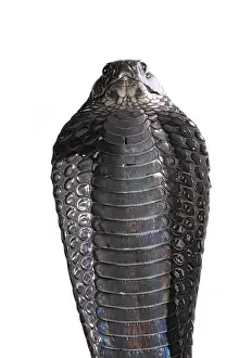 Elapidae: Portrait of Morrocan black cobra (Naja haje legionis)