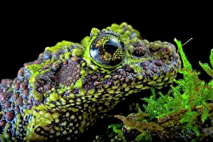 Corticale: Portrait of Mossy frog (Theloderma corticale) from