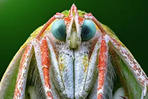 Making: Portrait of moth, eyes of a small moth, Luzzara