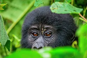 Gorilla: Portrait of a mountain gorilla (Gorilla beringei