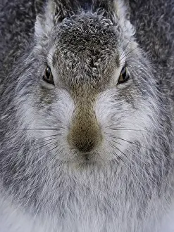 Chill: A portrait of a Mountain Hare (Lepus timidus) in