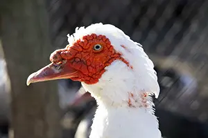 Moschata: Portrait of Muscovy duck France