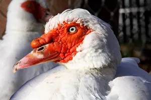 Moschata: Portrait of Muscovy duck France