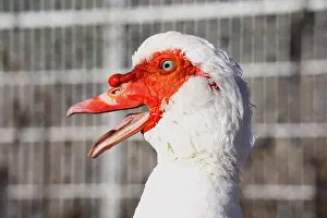 Moschata: Portrait of Muscovy duck France