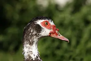 Moschata: Portrait of Muscovy duck Franche-Comte France