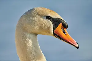 Danube: Portrait of a mute swan (Cygnus olor) on donau river