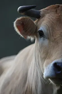 Snoots: Portrait of a Nantaise cow France