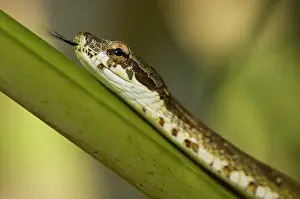 Jong: Portrait of a Neotropical Bird Snake
