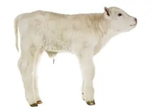 Cords: Portrait of a newborn Charolais calf in the studio