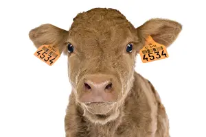 Veal: Portrait of a newborn Limousin calf in the studio