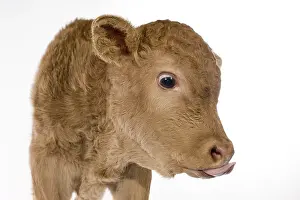 Licked: Portrait of a newborn Limousin calf in the studio