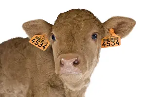 Veal: Portrait of a newborn Limousin calf in the studio