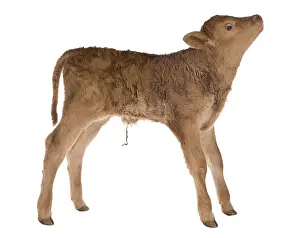 Cords: Portrait of a newborn Limousin calf in the studio