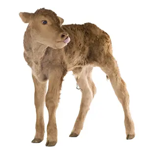 Cords: Portrait of a newborn Limousin calf in the studio
