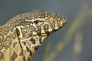 Nile: Portrait of a Nile Monitor (Varanus niloticus)