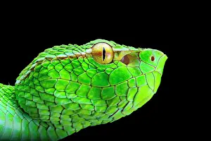 Pitviper: Portrait of North Philippine Temple Pitviper (Tropidolaemus