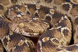 Somalia: Portrait of Northeast African carpet viper (Echis