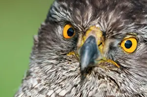 251020: Portrait of a Northern goshawk ( Accipiter gentilis)