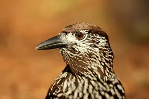 Passeriforme: Portrait of Nutcracker (Nucifraga caryocatactes)