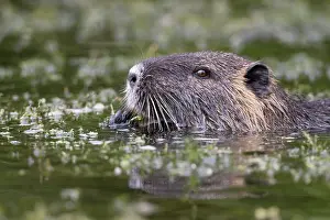 Nutria: Portrait, Nutria (Myocastor coypus) swims in waters