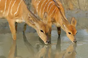 Tragelaphus: Nyala