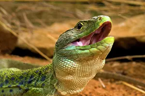 Timon: Portrait of Ocellated Lizard male France