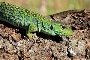080120: Portrait of Ocellated lizard (Timon lepidus), Spain