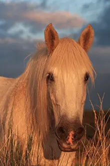 Intergalactic: Portrait of an old mare at dusk Auvergne France