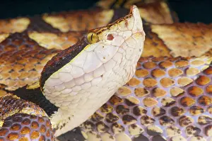 Acutus: Portrait of Hundred pace viper (Deinagkistrodon