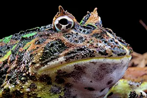 Horned: Portrait of Pacman frog or Chacoan horned frog (Ceratophrys