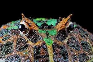 Horned: Portrait of Pacman frog or Chacoan horned frog (Ceratophrys