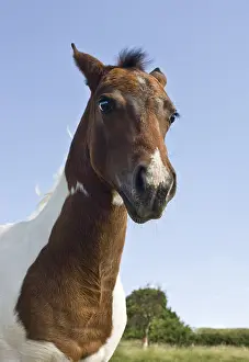 Filly: Portrait of a Paint filly in a meadow France