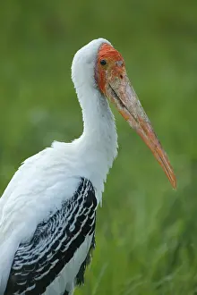 Stork: Portrait of the painted stork (Mycteria leucocephala)