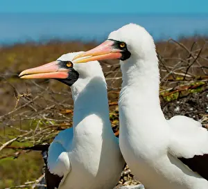 Gannets: Portrait of the pair Masked booby (Sula dactylat