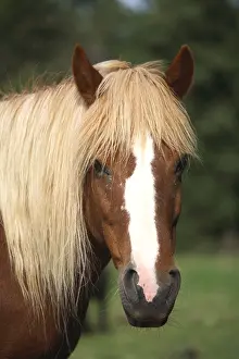 Palomino: Portrait of a palomino Horse